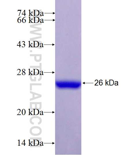 CTSW fusion protein Ag26994 SDS-PAGE