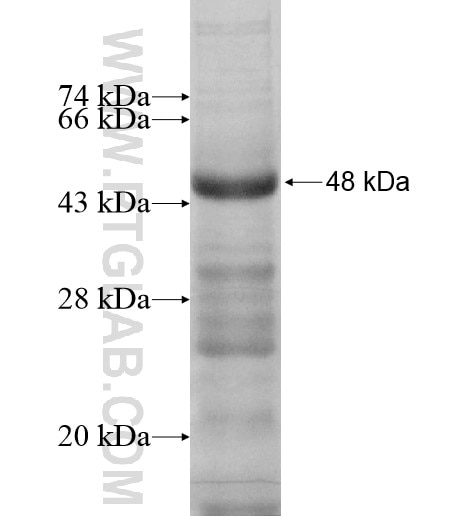 CTSW fusion protein Ag11691 SDS-PAGE