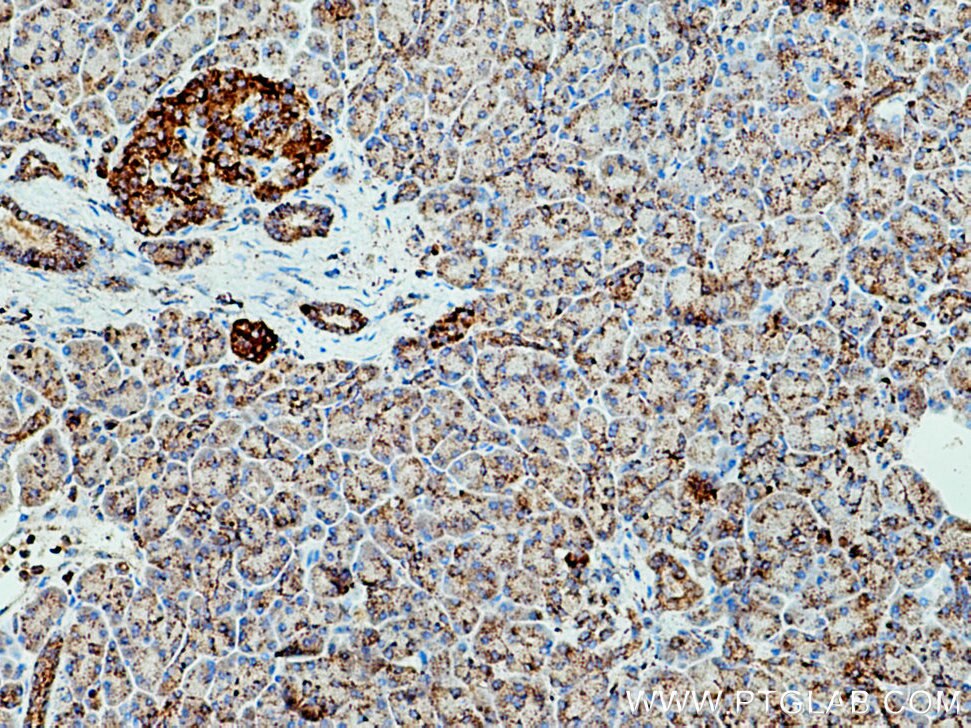 Immunohistochemistry (IHC) staining of human pancreas tissue using CTSZ Polyclonal antibody (16578-1-AP)