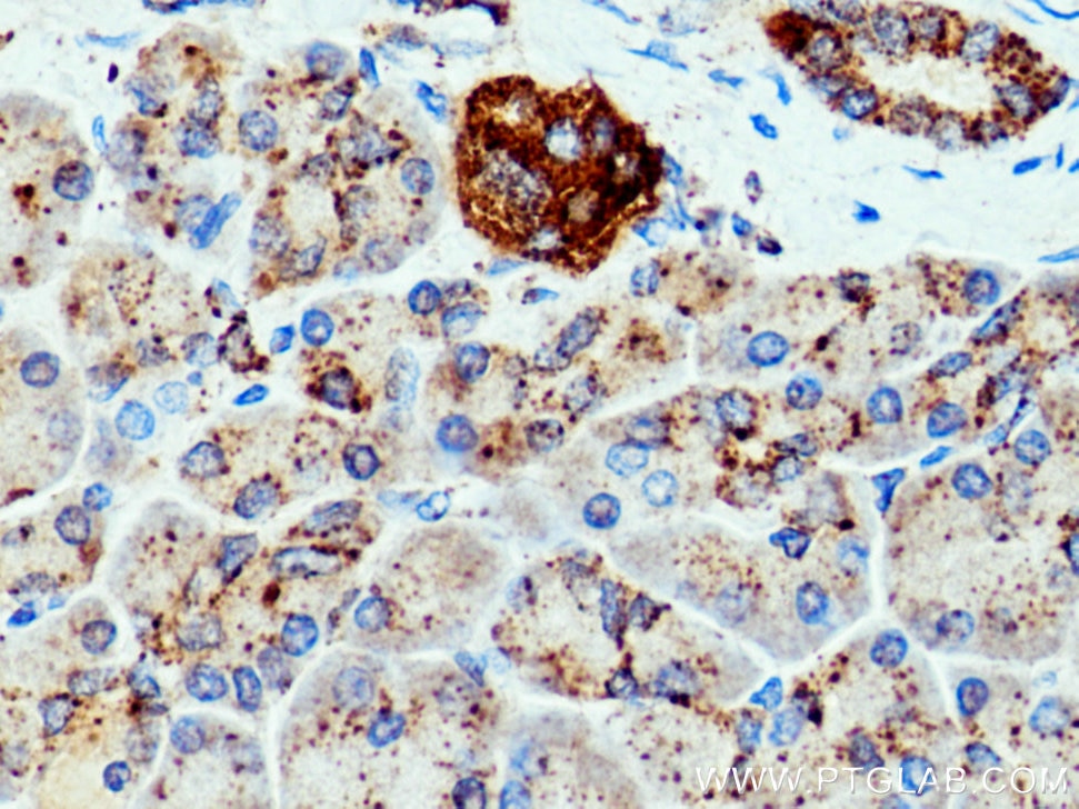 Immunohistochemistry (IHC) staining of human pancreas tissue using CTSZ Polyclonal antibody (16578-1-AP)