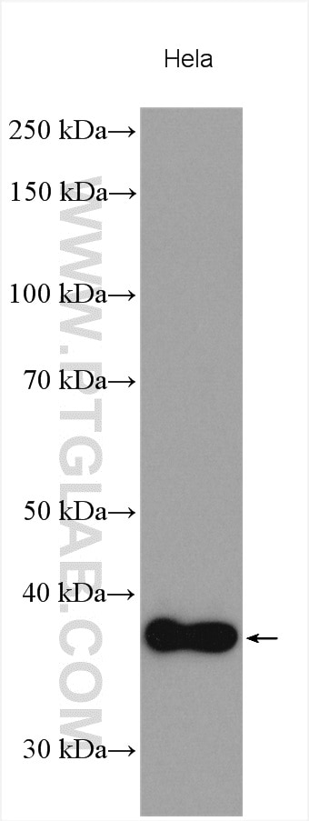 Western Blot (WB) analysis of various lysates using CTSZ Polyclonal antibody (16578-1-AP)
