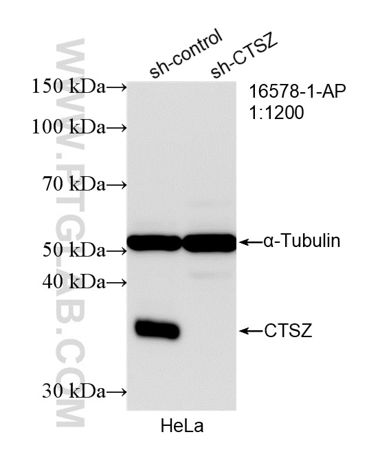 WB analysis of HeLa using 16578-1-AP Western Blot (WB) analysis of HeLa cells using CTSZ Polyclonal antibody (16578-1-AP)