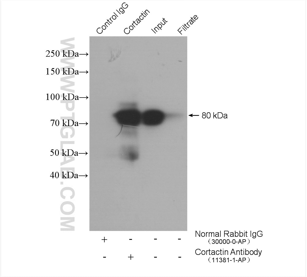 Immunoprecipitation (IP) experiment of MCF-7 cells using Cortactin Polyclonal antibody (11381-1-AP)