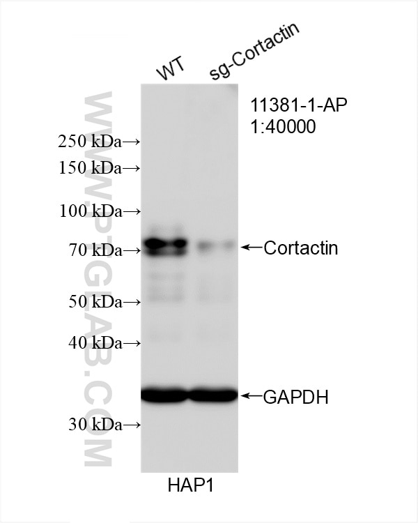 Western Blot (WB) analysis of HAP1 cells using Cortactin Polyclonal antibody (11381-1-AP)