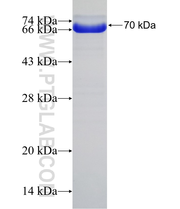 Cortactin fusion protein Ag1940 SDS-PAGE