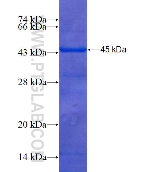CTTNBP2 fusion protein Ag12219 SDS-PAGE