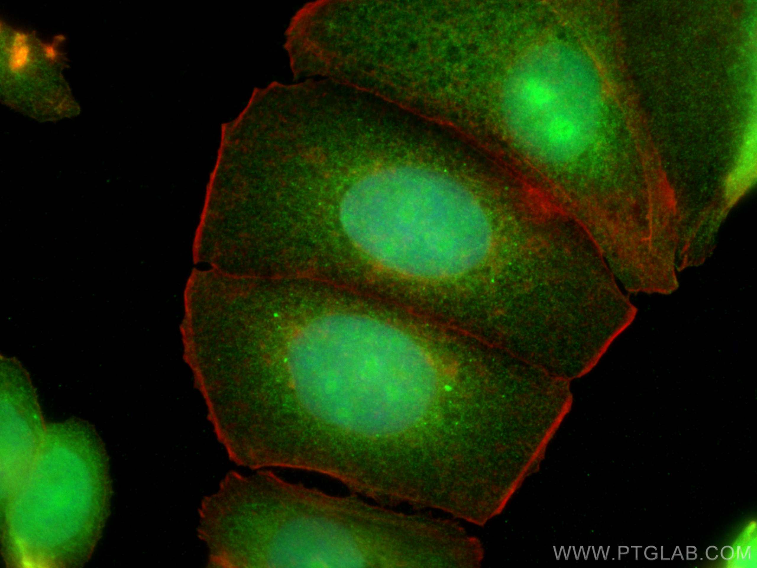 Immunofluorescence (IF) / fluorescent staining of MCF-7 cells using CTTNBP2NL Polyclonal antibody (25523-1-AP)