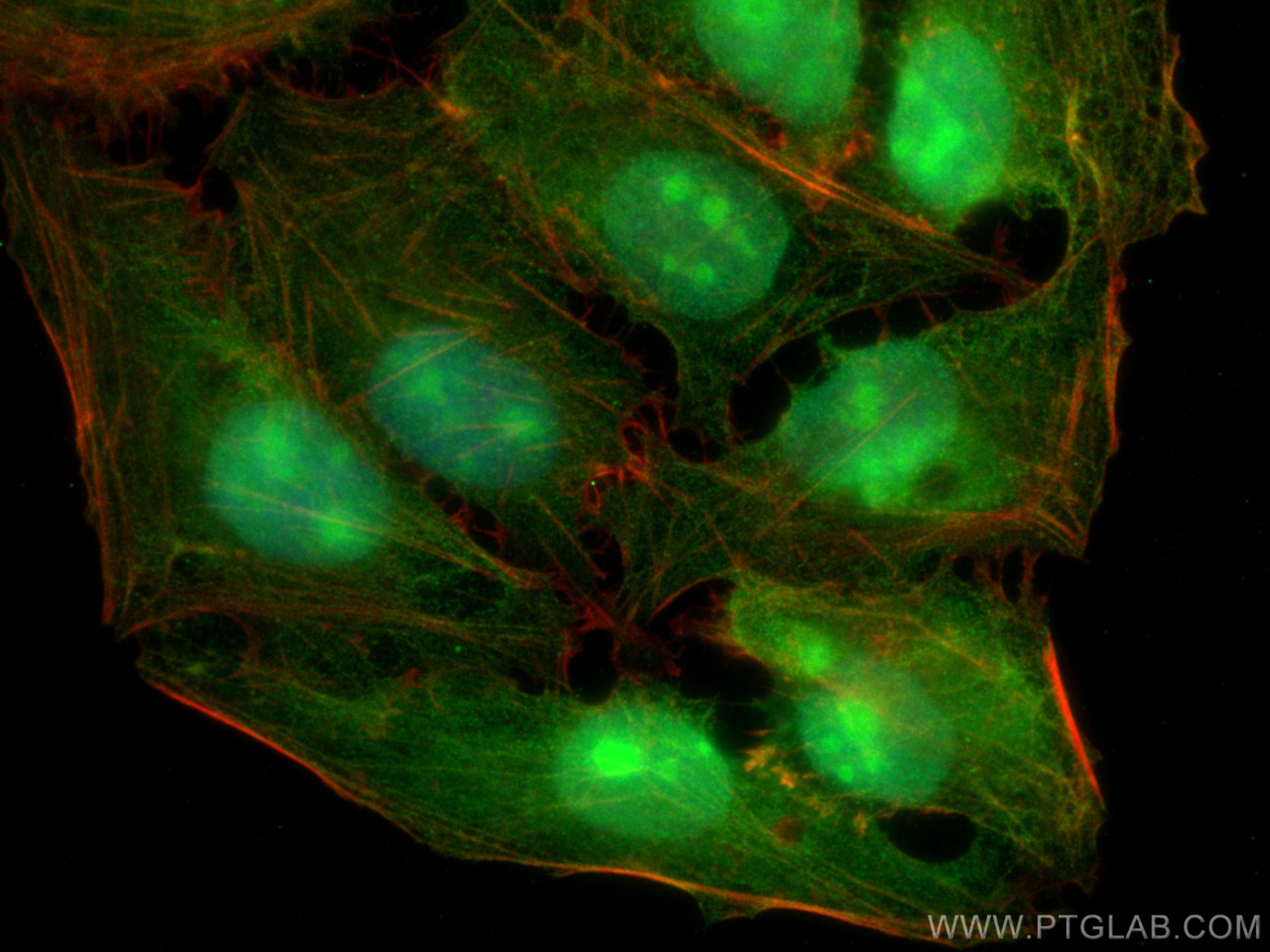 Immunofluorescence (IF) / fluorescent staining of U2OS cells using CTTNBP2NL Polyclonal antibody (25523-1-AP)