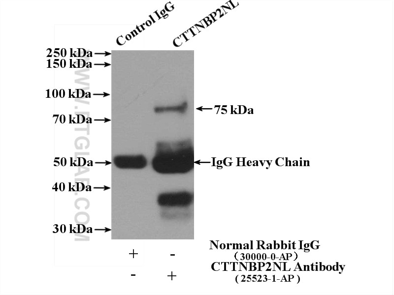 Immunoprecipitation (IP) experiment of MCF-7 cells using CTTNBP2NL Polyclonal antibody (25523-1-AP)