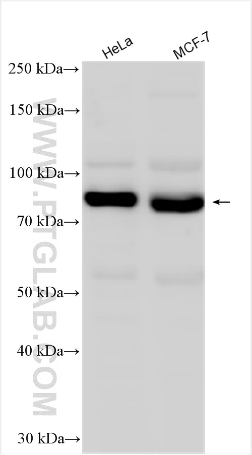 Western Blot (WB) analysis of various lysates using CTTNBP2NL Polyclonal antibody (25523-1-AP)