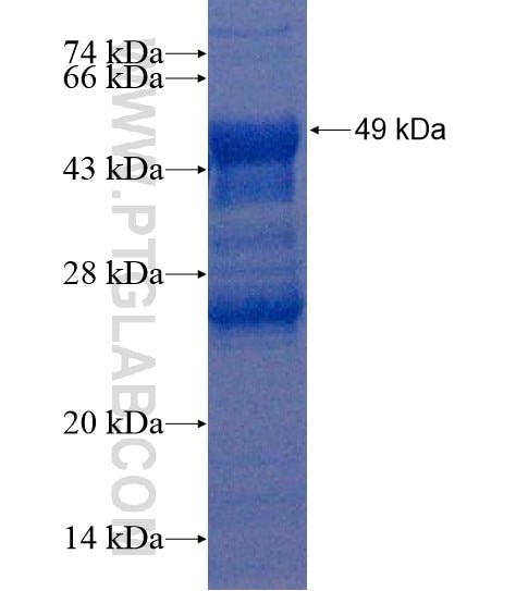 CTTNBP2NL fusion protein Ag22137 SDS-PAGE