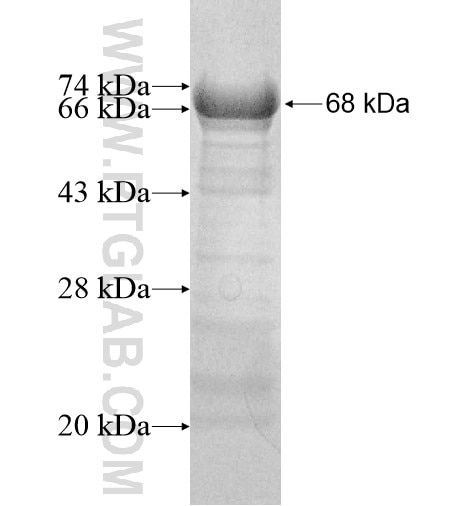 CUEDC1 fusion protein Ag11773 SDS-PAGE