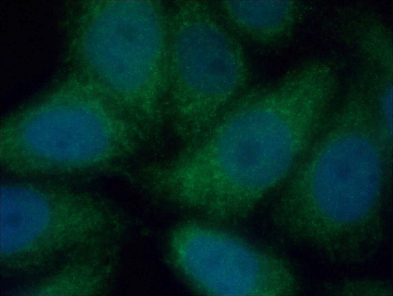 Immunofluorescence (IF) / fluorescent staining of HeLa cells using CUEDC2 Polyclonal antibody (20123-1-AP)