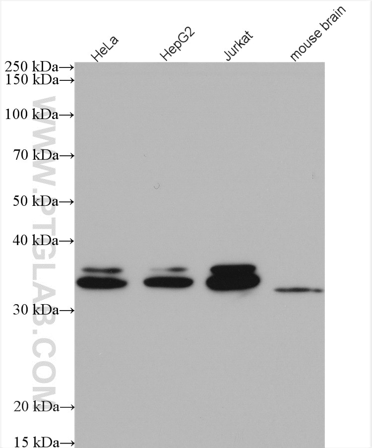 Western Blot (WB) analysis of various lysates using CUEDC2 Polyclonal antibody (20123-1-AP)