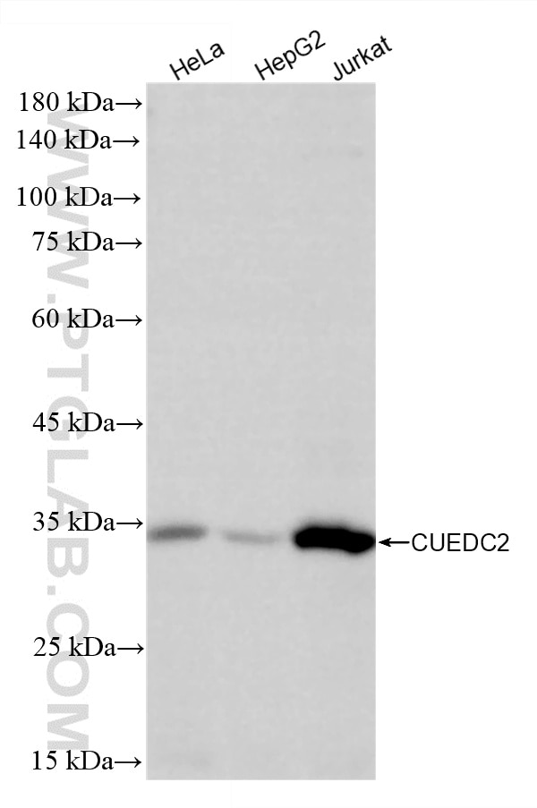 Various lysates were subjected to SDS PAGE followed by western blot with 86610-2-RR (CUEDC2 antibody) at dilution of 1:2000 incubated at room temperature for 1.5 hours. Western Blot (WB) analysis of various lysates using CUEDC2 Recombinant monoclonal antibody (86610-2-RR)