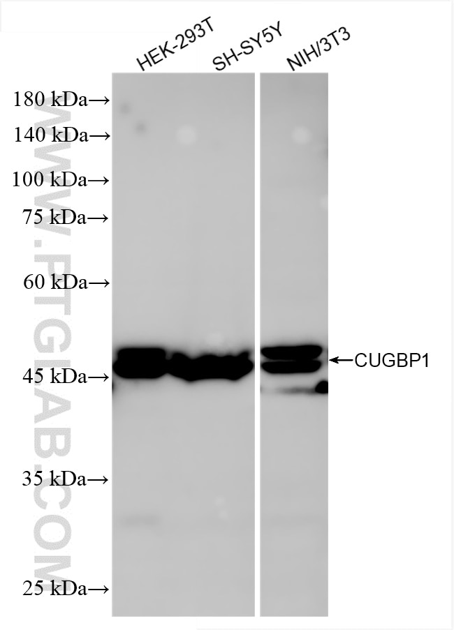 Western Blot (WB) analysis of various lysates using CUGBP1 Recombinant antibody (86227-3-RR)
