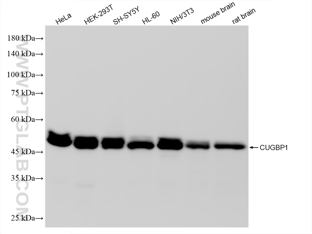 Western Blot (WB) analysis of various lysates using CUGBP1 Recombinant monoclonal antibody (86227-4-RR)