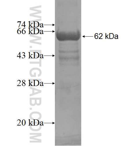 CUGBP1 fusion protein Ag3677 SDS-PAGE