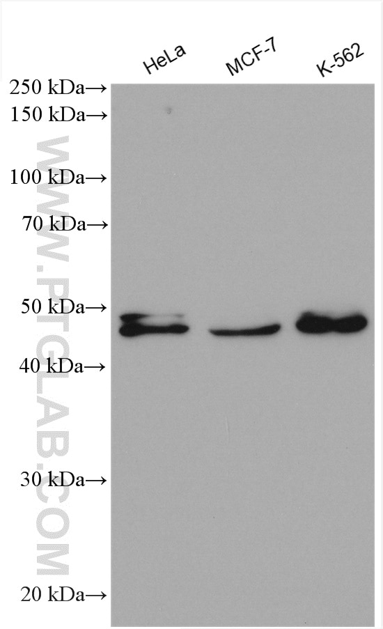 Western Blot (WB) analysis of various lysates using CUGBP2 Polyclonal antibody (12921-1-AP)