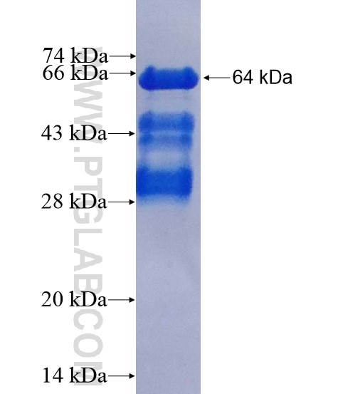 CUGBP2 fusion protein Ag3594 SDS-PAGE