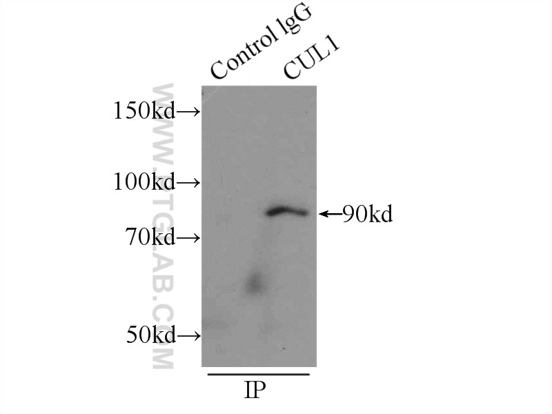 Immunoprecipitation (IP) experiment of HeLa cells using CUL1 Polyclonal antibody (12895-1-AP)