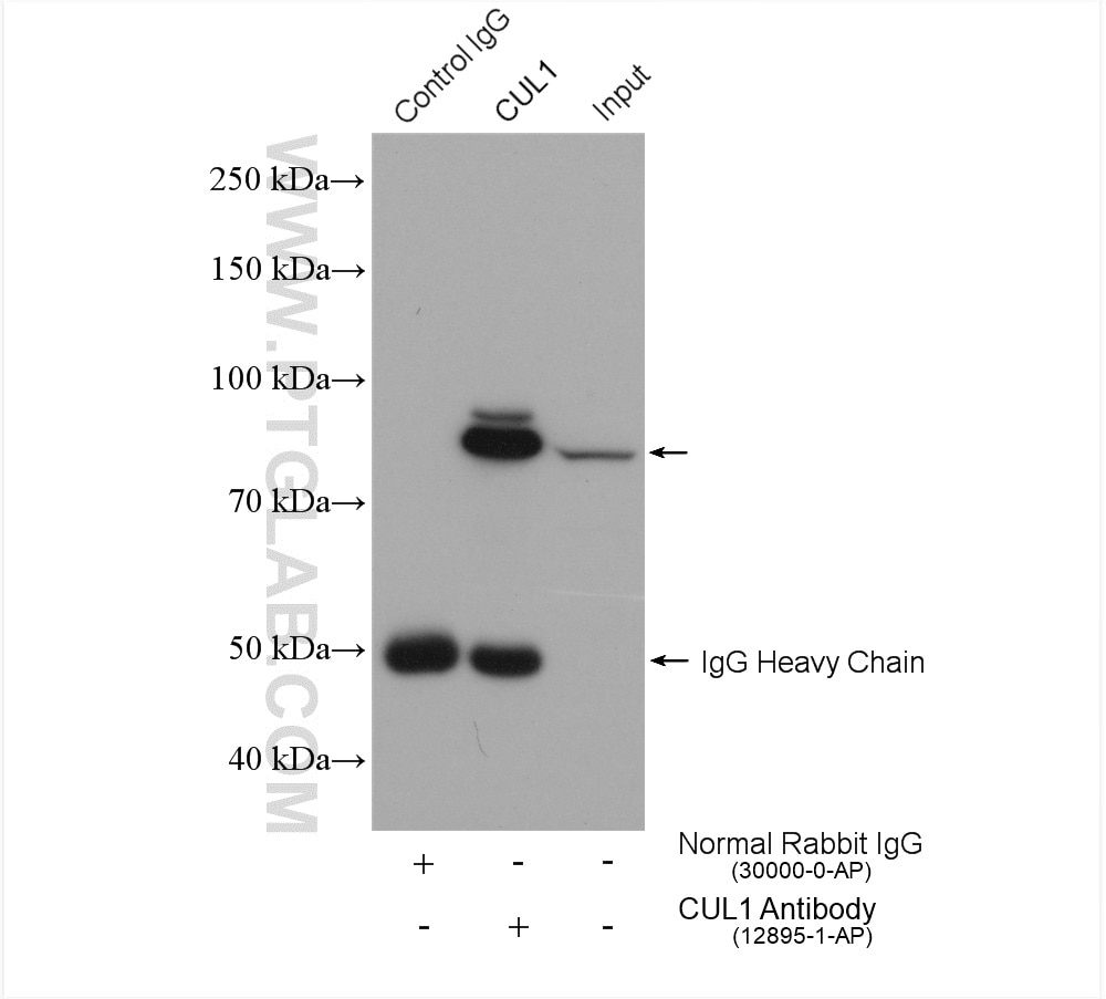 Immunoprecipitation (IP) experiment of K-562 cells using CUL1 Polyclonal antibody (12895-1-AP)