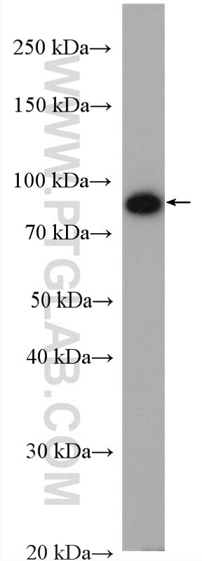 Western Blot (WB) analysis of BxPC-3 cells using CUL1 Polyclonal antibody (12895-1-AP)