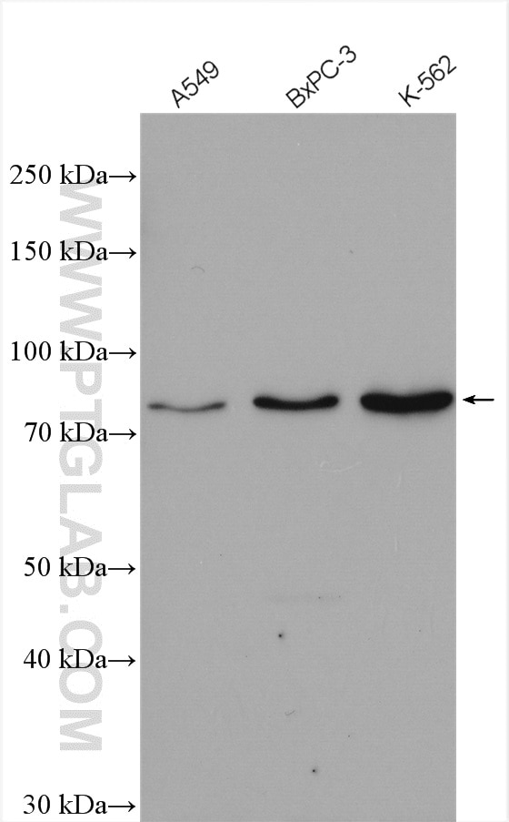 Western Blot (WB) analysis of various lysates using CUL1 Polyclonal antibody (12895-1-AP)