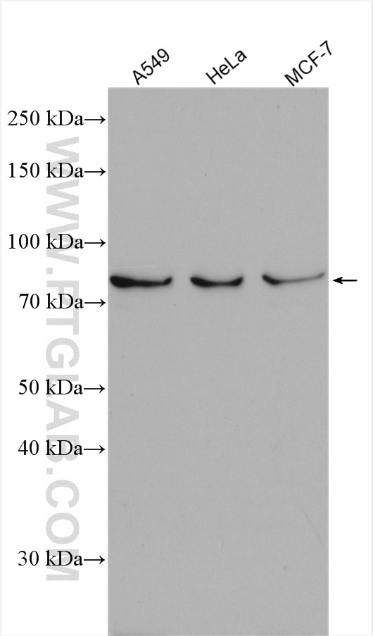 Western Blot (WB) analysis of various lysates using CUL1 Polyclonal antibody (28404-1-AP)
