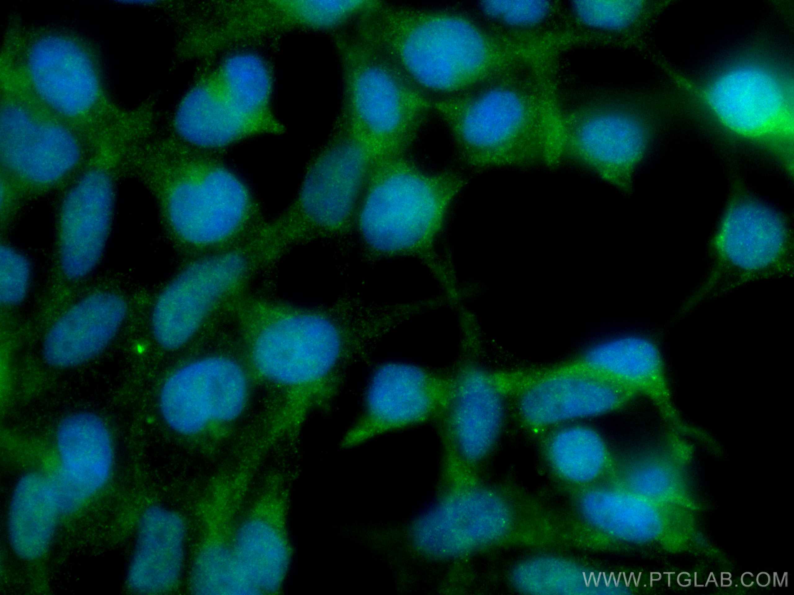 Immunofluorescence (IF) / fluorescent staining of HEK-293 cells using CUL1 Monoclonal antibody (66978-1-Ig)