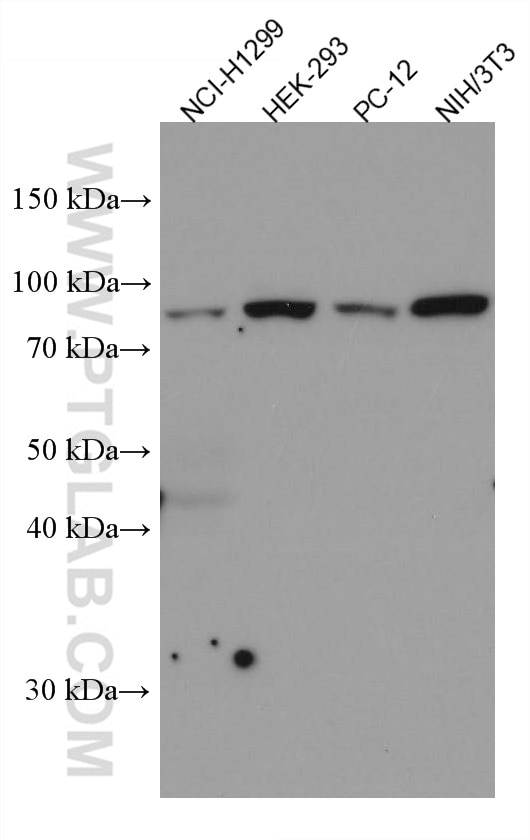 Western Blot (WB) analysis of various lysates using CUL1 Monoclonal antibody (66978-1-Ig)