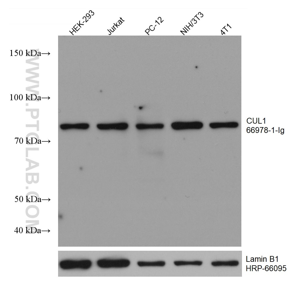 Western Blot (WB) analysis of various lysates using CUL1 Monoclonal antibody (66978-1-Ig)