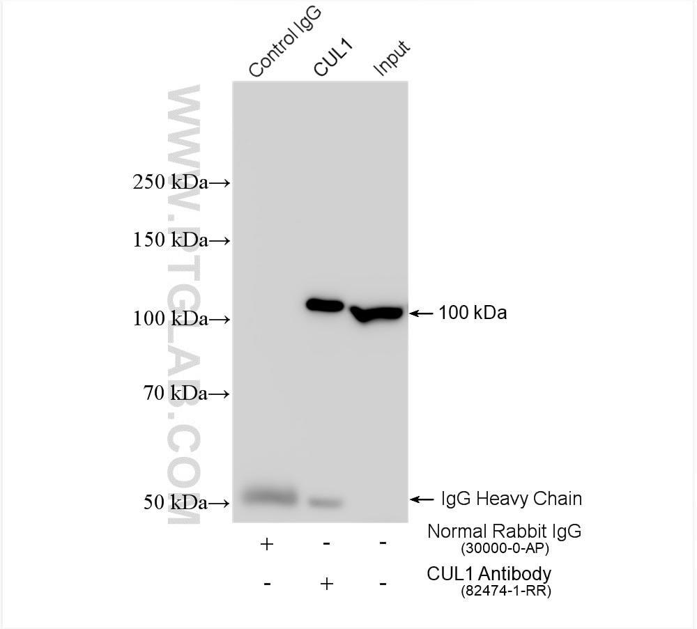 Immunoprecipitation (IP) experiment of HeLa cells using CUL1 Recombinant antibody (82474-1-RR)