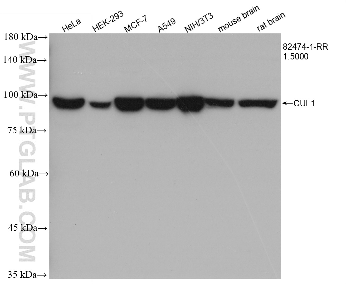 Western Blot (WB) analysis of various lysates using CUL1 Recombinant antibody (82474-1-RR)