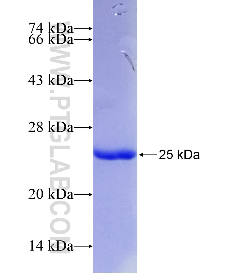 CUL1 fusion protein Ag29145 SDS-PAGE