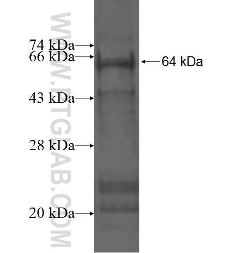 CUL1 fusion protein Ag3585 SDS-PAGE