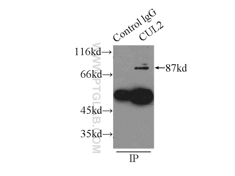 CUL2 Polyclonal antibody