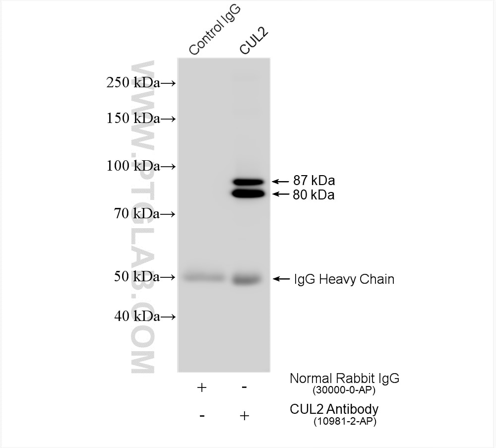 Immunoprecipitation (IP) experiment of HeLa cells using CUL2 Polyclonal antibody (10981-2-AP)