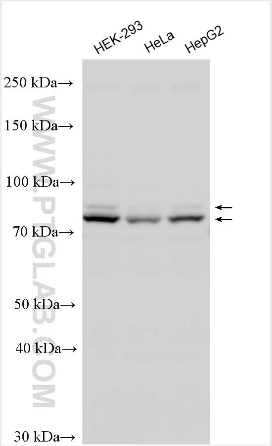 Western Blot (WB) analysis of various lysates using CUL2 Polyclonal antibody (10981-2-AP)