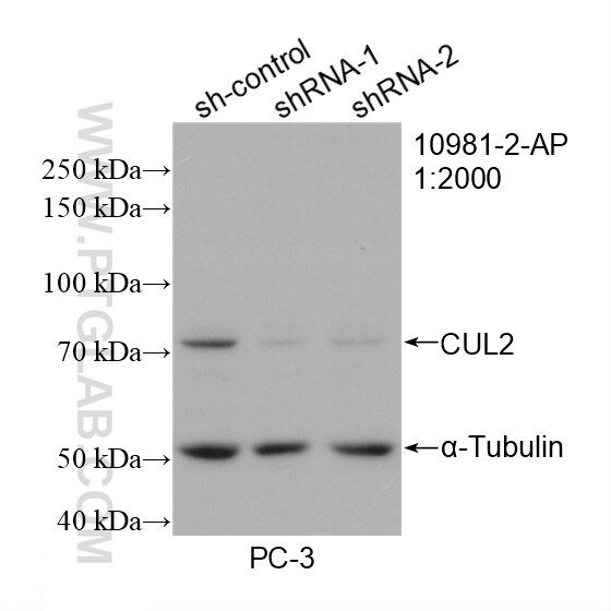 Western Blot (WB) analysis of PC-3 cells using CUL2 Polyclonal antibody (10981-2-AP)