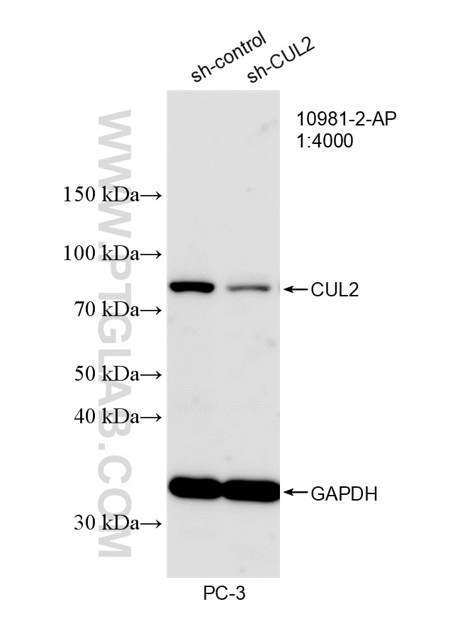 Western Blot (WB) analysis of PC-3 cells using CUL2 Polyclonal antibody (10981-2-AP)