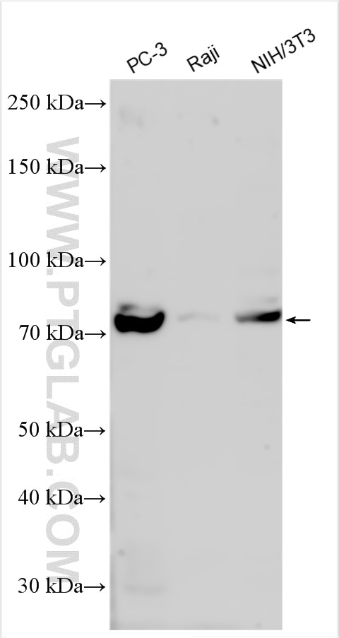 Western Blot (WB) analysis of various lysates using CUL2 Polyclonal antibody (30071-1-AP)