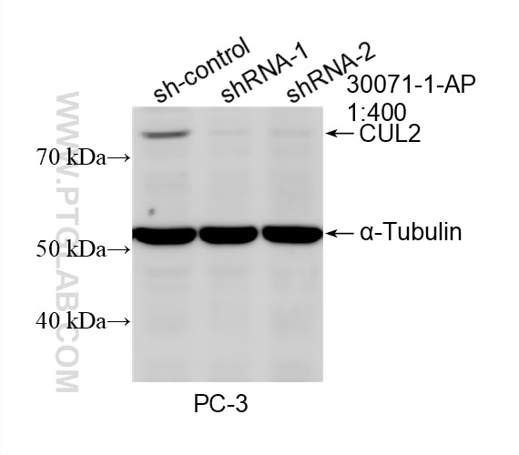Western Blot (WB) analysis of PC-3 cells using CUL2 Polyclonal antibody (30071-1-AP)