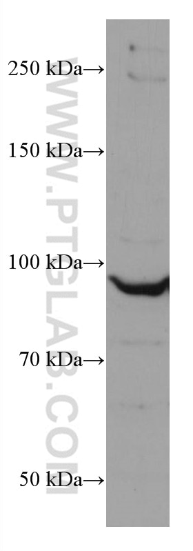Western Blot (WB) analysis of HeLa cells using CUL2 Monoclonal antibody (67175-1-Ig)