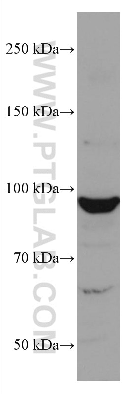 Western Blot (WB) analysis of HEK-293 cells using CUL2 Monoclonal antibody (67175-1-Ig)