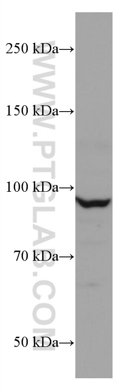 Western Blot (WB) analysis of MCF-7 cells using CUL2 Monoclonal antibody (67175-1-Ig)