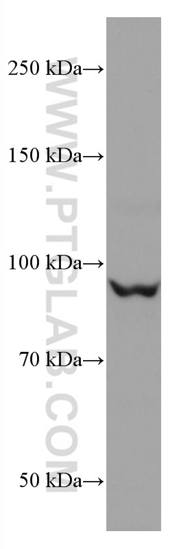 Western Blot (WB) analysis of PC-3 cells using CUL2 Monoclonal antibody (67175-1-Ig)