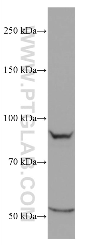 Western Blot (WB) analysis of HSC-T6 cells using CUL2 Monoclonal antibody (67175-1-Ig)