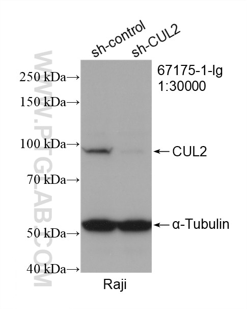 Western Blot (WB) analysis of Raji cells using CUL2 Monoclonal antibody (67175-1-Ig)