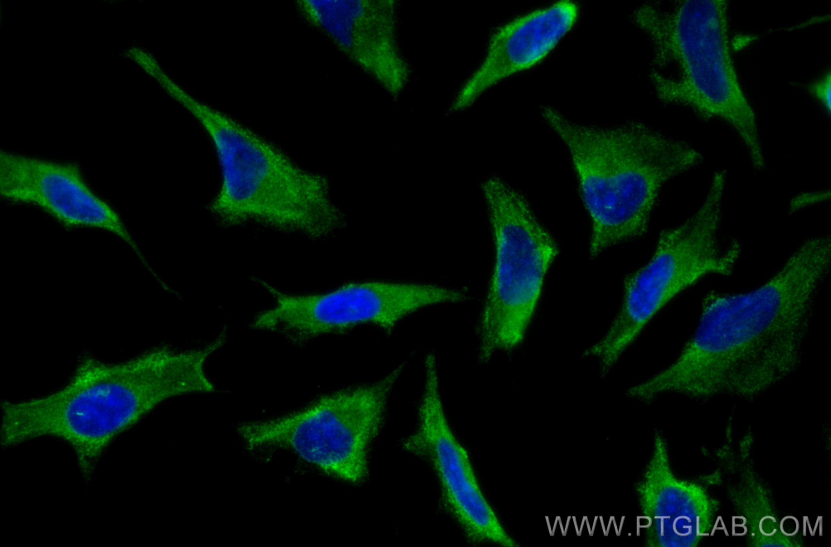 Immunofluorescence (IF) / fluorescent staining of HeLa cells using CoraLite® Plus 488-conjugated CUL2 Monoclonal anti (CL488-67175)